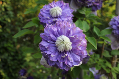 clematis.jpg (98.56 KiB) Osservato 4769 volte clematis.jpg