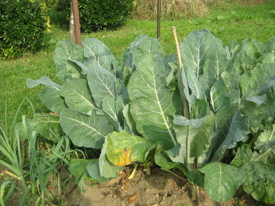 IMG_3875.JPG (78.14 KiB) Osservato 924 volte IMG_3875.JPG