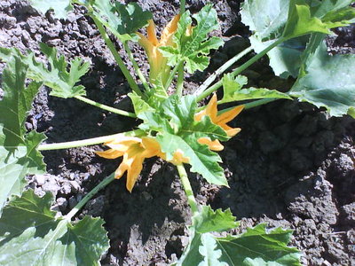 DSC00252.JPG (78.1 KiB) Osservato 754 volte DSC00252.JPG