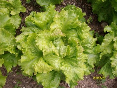 Batavia bionda a bordi rossi2.JPG (274.94 KiB) Osservato 751 volte Batavia bionda a bordi rossi2.JPG