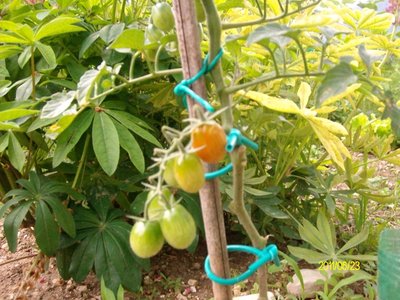 pomodori datterini.JPG (287.76 KiB) Osservato 751 volte pomodori datterini.JPG