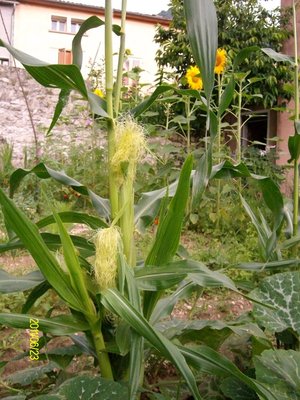 Mais 1.JPG (291.6 KiB) Osservato 751 volte Mais 1.JPG