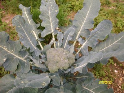 Broccolo 2.JPG (244.68 KiB) Osservato 751 volte Broccolo 2.JPG