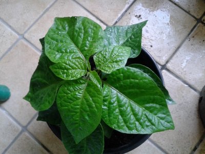 2013-03-13 11.46.43.jpg (212.01 KiB) Osservato 784 volte 2013-03-13 11.46.43.jpg