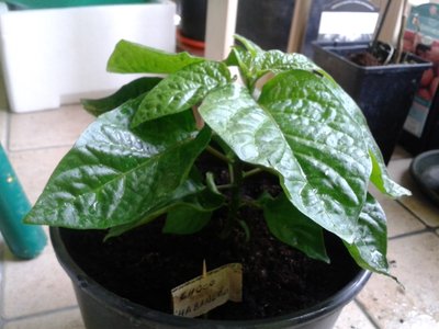 2013-03-13 11.47.09.jpg (197.96 KiB) Osservato 784 volte 2013-03-13 11.47.09.jpg