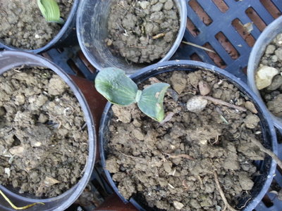 zucche.jpg (219.96 KiB) Osservato 961 volte zucche.jpg