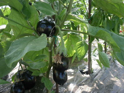 Melanzane e peperoni / P1523.JPG P1523.JPG