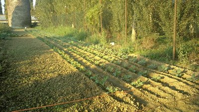 2013-09-24-0191.jpg (205.47 KiB) Osservato 819 volte 2013-09-24-0191.jpg