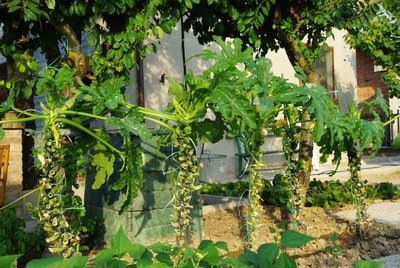 zucchine1.jpg (92.89 KiB) Osservato 1839 volte zucchine1.jpg