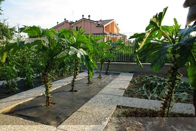 zucchine2.jpg (79.13 KiB) Osservato 1839 volte zucchine2.jpg