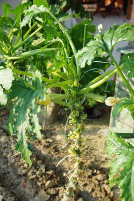 zucchine4.jpg (77.46 KiB) Osservato 1839 volte zucchine4.jpg