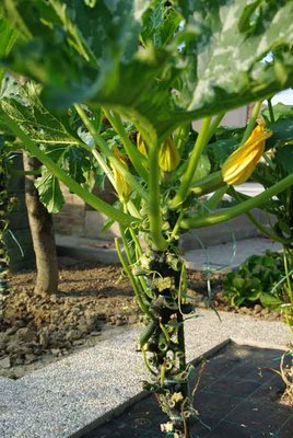 zucchine3.jpg (72.84 KiB) Osservato 1839 volte zucchine3.jpg