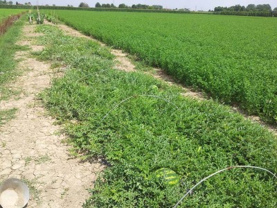 Cocomere / 20140627_125443.jpg 20140627_125443.jpg