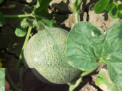 Melone / 20140627_125150.jpg 20140627_125150.jpg