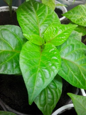 7pod brain strai caramel / IMG_20150128_123533.jpg IMG_20150128_123533.jpg