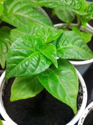 Chupetinho / IMG_20150128_123618.jpg IMG_20150128_123618.jpg