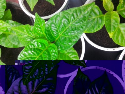 Jamaican Hot red / IMG_20150128_123642.jpg IMG_20150128_123642.jpg