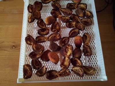 essiccazione5.jpg (211.44 KiB) Osservato 1140 volte essiccazione5.jpg