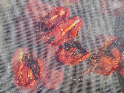 pomodori diventati neri, la polvere che si vede è perché sono fotografati attraverso il vetro dell'essiccatore / 20140719_095722.jpg 20140719_095722.jpg