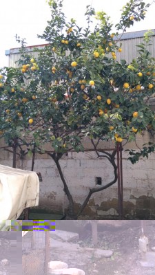 IMG_20170202_122130.jpg (112.64 KiB) Osservato 3341 volte IMG_20170202_122130.jpg