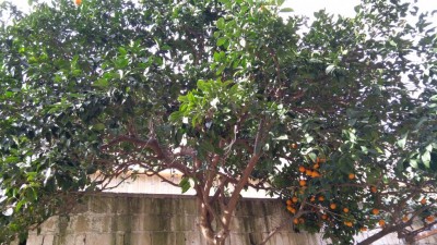 IMG_20170202_122023.jpg (162.26 KiB) Osservato 3341 volte IMG_20170202_122023.jpg