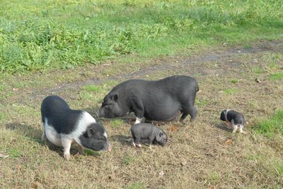 MIK_0752m.JPG (203.28 KiB) Osservato 1850 volte MIK_0752m.JPG