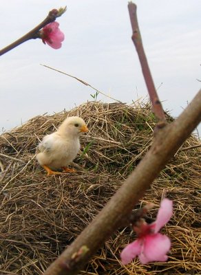 img_2902small.jpg (98.67 KiB) Osservato 636 volte img_2902small.jpg