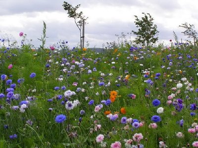 23653_027-fiori-di-campo.jpg (72.48 KiB) Osservato 617 volte 23653_027-fiori-di-campo.jpg