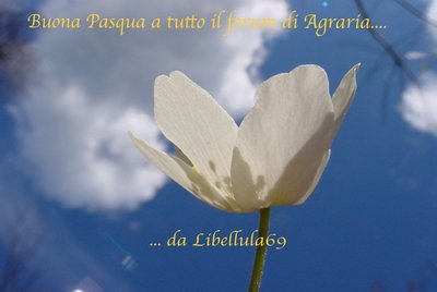 augurilibellula69.jpg (87.73 KiB) Osservato 607 volte augurilibellula69.jpg