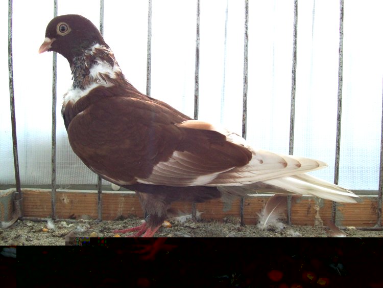 Collo nudo di Romania / 100_0586.JPG 100_0586.JPG