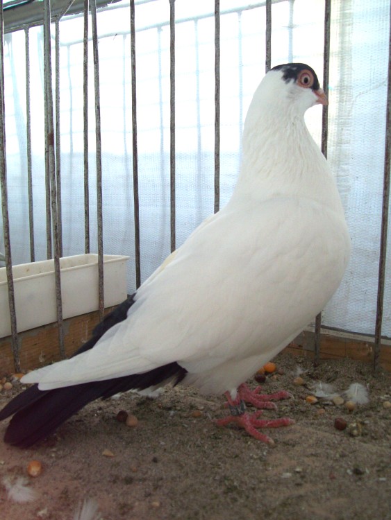 Capitombolante di Colonia elmato / 100_0592.JPG 100_0592.JPG