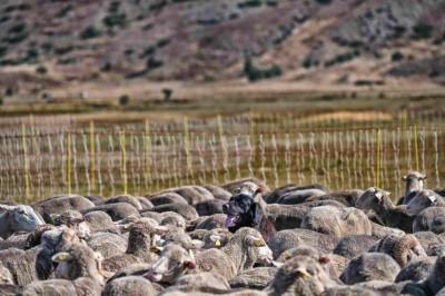 AbbacchioRomanoIGP_Rascino3.jpg (107.03 KiB) Osservato 681 volte AbbacchioRomanoIGP_Rascino3.jpg