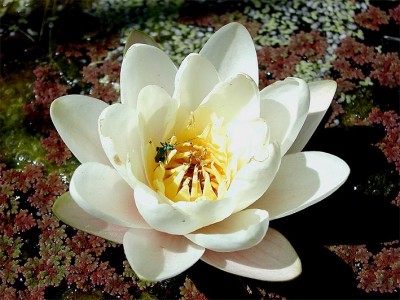 Ninfea bianca.jpg (100.57 KiB) Osservato 1200 volte Ninfea bianca.jpg