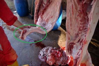 Lardo di Coppa 2a.jpg (176.94 KiB) Osservato 1147 volte Lardo di Coppa 2a.jpg