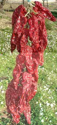 1Peperone di Senise 1.jpg (80.72 KiB) Osservato 8298 volte 1Peperone di Senise 1.jpg