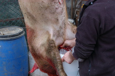 Iugulazione norcineria casalinga.jpg (131.01 KiB) Osservato 1968 volte Iugulazione norcineria casalinga.jpg