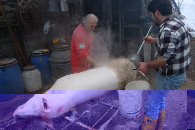 depilazione_raschiatura norcineria casalinga.jpg (122.8 KiB) Osservato 1968 volte depilazione_raschiatura norcineria casalinga.jpg