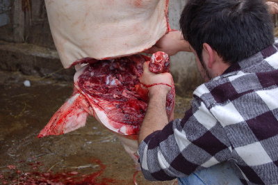 Taglio della testa norcineria casalinga.jpg (126.17 KiB) Osservato 1970 volte Taglio della testa norcineria casalinga.jpg