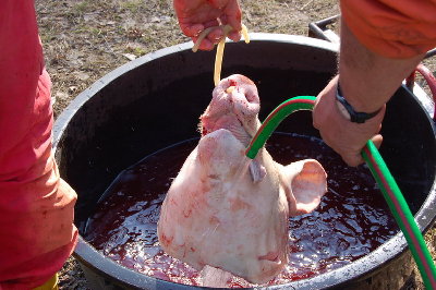 Lavaggio testa norcineria casalinga.jpg (148.92 KiB) Osservato 1968 volte Lavaggio testa norcineria casalinga.jpg