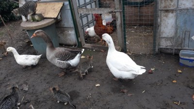 20191221_105651.jpg (101.73 KiB) Osservato 693 volte 20191221_105651.jpg