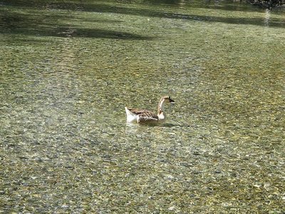 Immagine 132.JPG (147.19 KiB) Osservato 945 volte Immagine 132.JPG