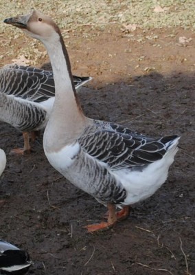 DSC_0074.JPG (99.73 KiB) Osservato 1003 volte DSC_0074.JPG