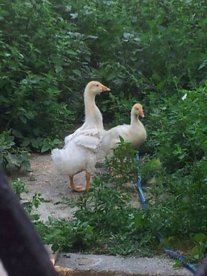 IMG_20140703_172254 (FILEminimizer).jpg (74.82 KiB) Osservato 2614 volte IMG_20140703_172254 (FILEminimizer).jpg