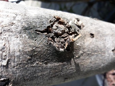 20200211_112750.jpg (137.38 KiB) Osservato 697 volte 20200211_112750.jpg