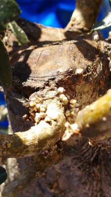 1.jpg (93.4 KiB) Osservato 461 volte 1.jpg