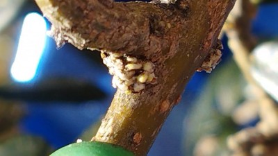 2.jpg (59.84 KiB) Osservato 461 volte 2.jpg