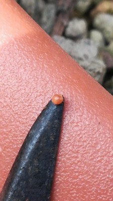 3.jpg (71.49 KiB) Osservato 461 volte 3.jpg