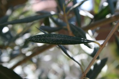 Olivo foglie 1 rid.jpg (244.71 KiB) Osservato 942 volte Olivo foglie 1 rid.jpg