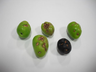 Oliva1R.jpg (60.47 KiB) Osservato 5962 volte Oliva1R.jpg