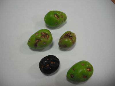 Oliva2R.jpg (60.75 KiB) Osservato 5962 volte Oliva2R.jpg